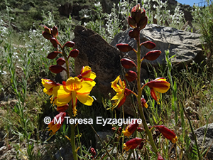 Erythrostemon angulatus
