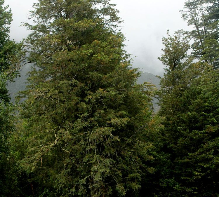 Ejemplar adulto, provincia de Palena, X región