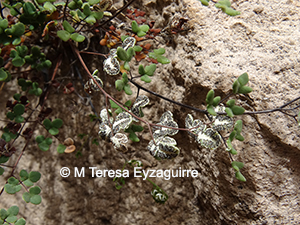 Argyrochosma nivea
