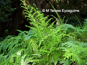 Pteris chilensis
