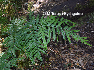 Pteris semiadnata