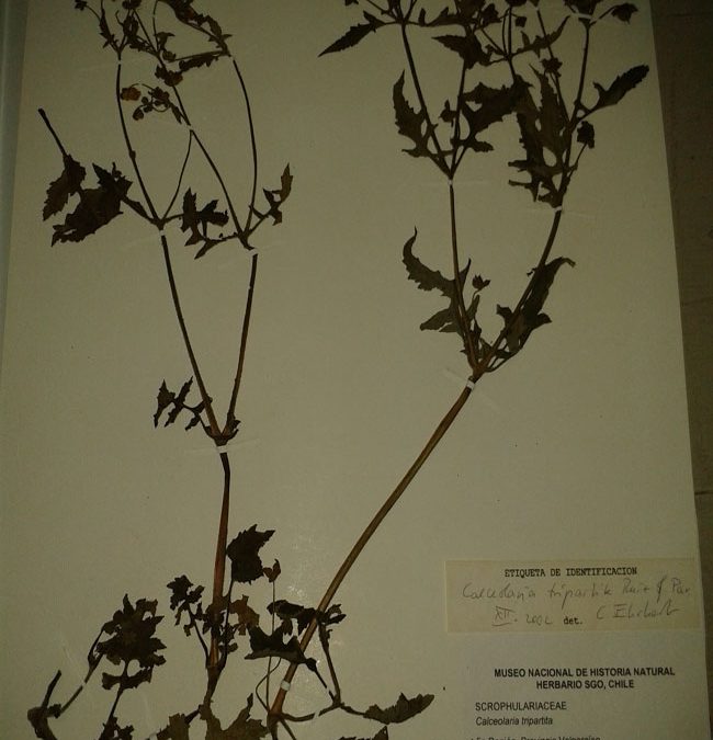 Calceolaria tripartita