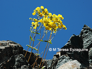 Calceolaria campanae
