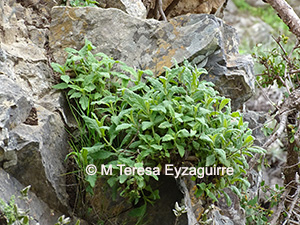 Calceolaria auriculata