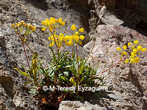 Calceolaria pallida