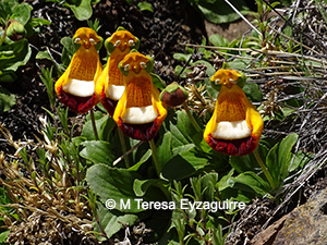 Calceolaria uniflora