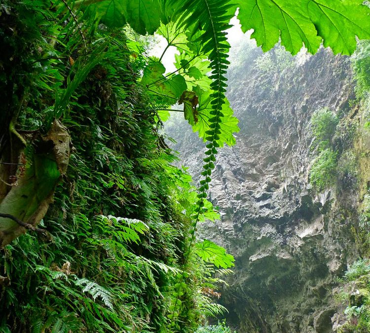 Hábitat. Isla Alejandro Selkirk, archipiélago Juan Fernández