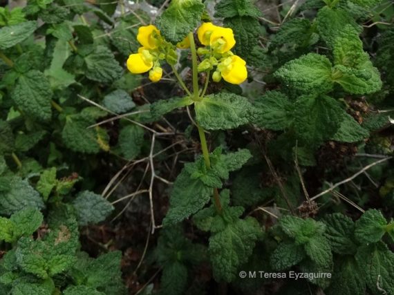 Calceolaria paposana