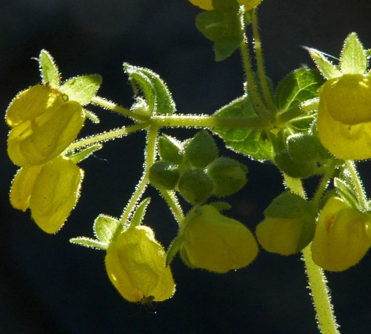 Calceolaria petioalaris