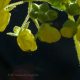 Calceolaria petioalaris