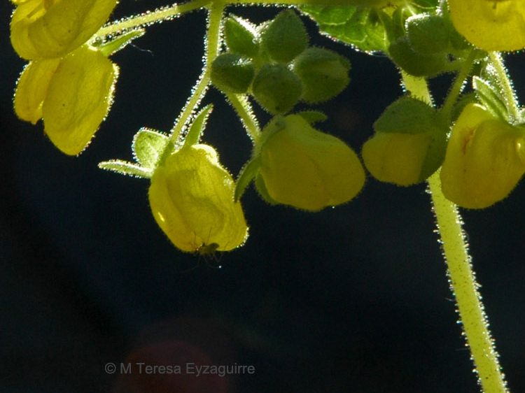 Calceolaria petioalaris
