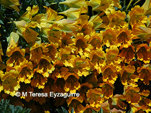 Tropaeolum polyphyllum