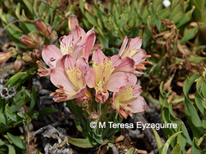 Alstroemeria cummingiana