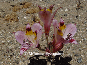 Alstroemeria diluta ssp. diluta