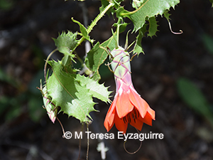 Mutisia brachyantha