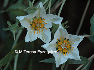 Grausa martinii