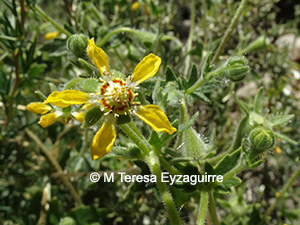 Loasa heterophylla