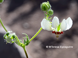 Loasa prostrata