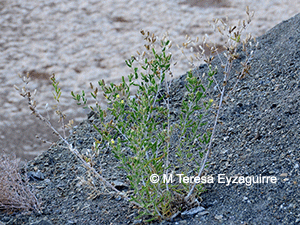 Mentzelia albescens
