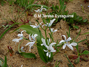 Tecophilaea violiflora fma. polyantha