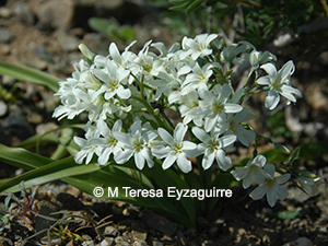 Zephyra compacta