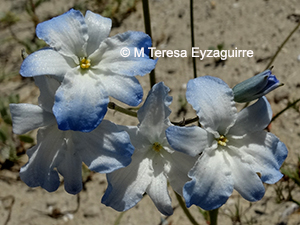 Zephyra elegans