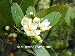 Kageneckia oblonga