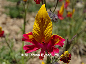 Schizanthus coccineus