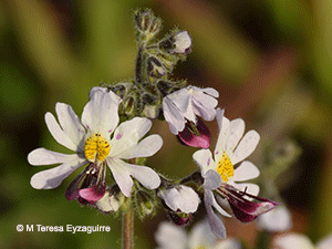 Schizanthus litoralis var. litoralis