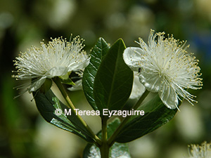 Legrandia concinna