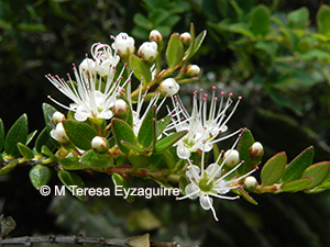 Metrosideros stipularis