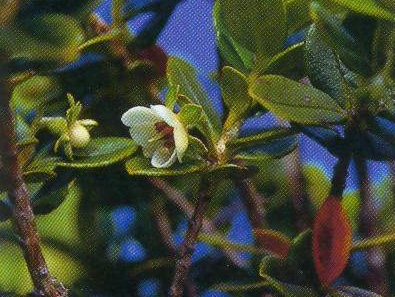Ugni selkirkii