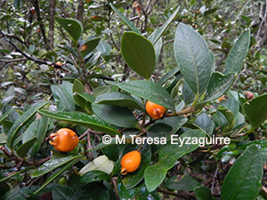 Myrceugenia chrysocarpa