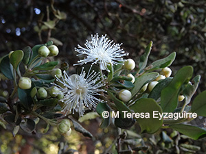 Myrceugenia colchaguensis