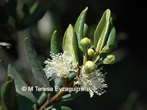 Myrceugenia correifolia