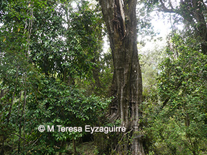 Myrceugenia exsucca