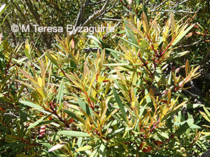 Myrceugenia lanceolata