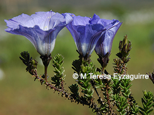 Nolana filifolia