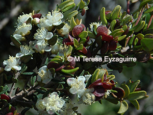 Myrceugenia rufa