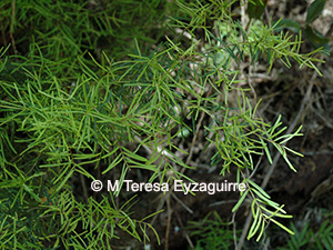 Myrceugenia leptospermoides