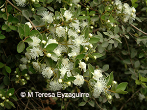 Myrceugenia obtusa