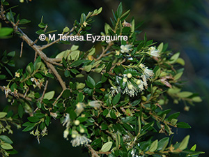 Myrceugenia ovata var. nannophylla