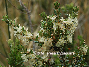 Myrceugenia ovata var. ovata