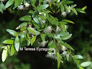 Myrceugenia parvifolia