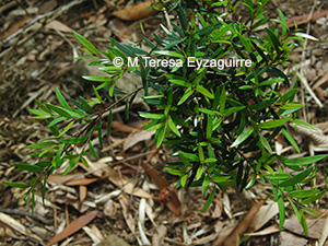 Myrceugenia pinifolia