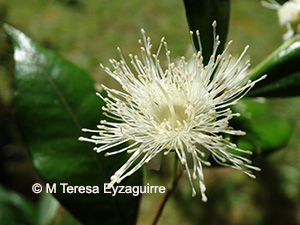 Myrceugenia planipes