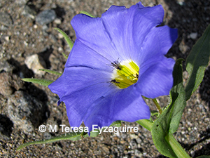 Nolana elegans