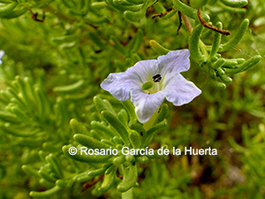 Nolana ramosissima