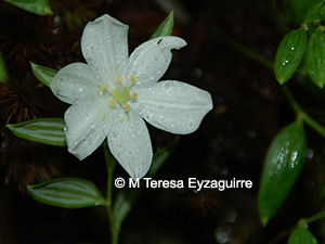 Luzuriaga marginata