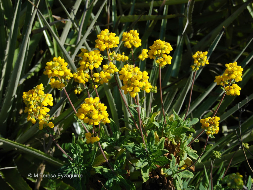 Calceolaria integrifolia
